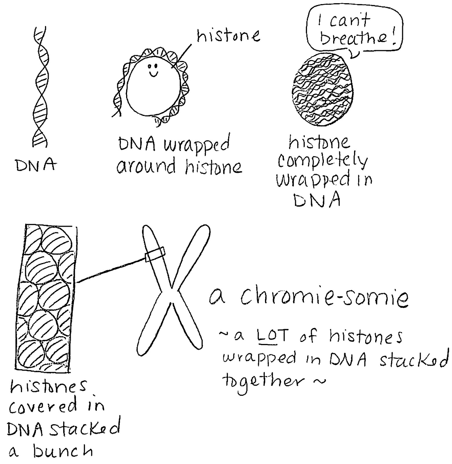Dna And Chromosomes