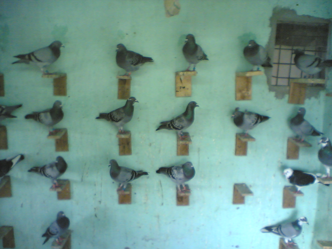 Bangladesh Racing Pigeon PIGEON FOR SALE
