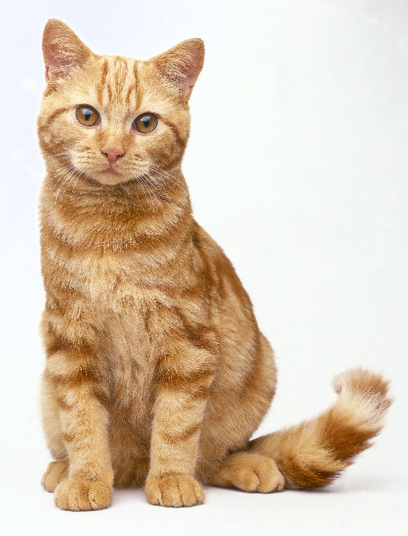 Pet Sitting And Dog Walking Free Online Course Pet Sitting And Dog Walking Free Online Course