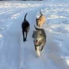 [MacStrikesBack.jpg]