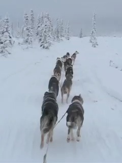 [WMPt1-RunningDogsL.jpg]