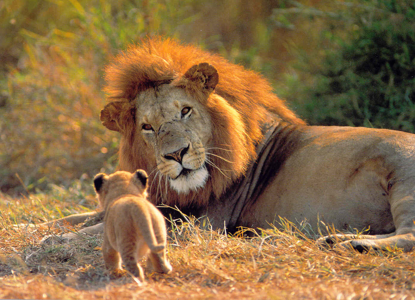 LEON ES UN FELINO leon es un felino: