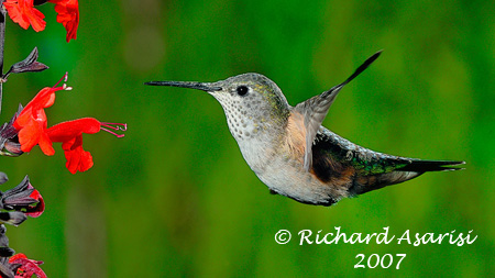 [female_calliope_DSC5492s.jpg]