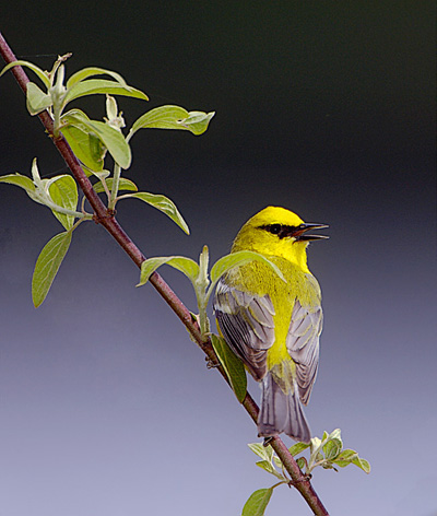 [A1$Asarisi$Richard$blue_wing_warbler$2006-09.jpg]