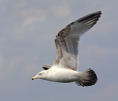 [A1$Asarisi$Richard$Gull_in+_Flight$2006-11.jpg]