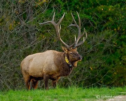 [bull_elk_RJA5302-ss.jpg]