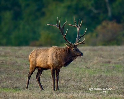 [wild_elk_RJA5407-ss.jpg]