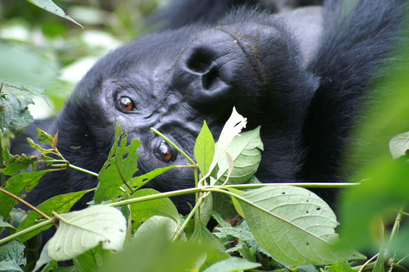[Bwindi+5+013.jpg]