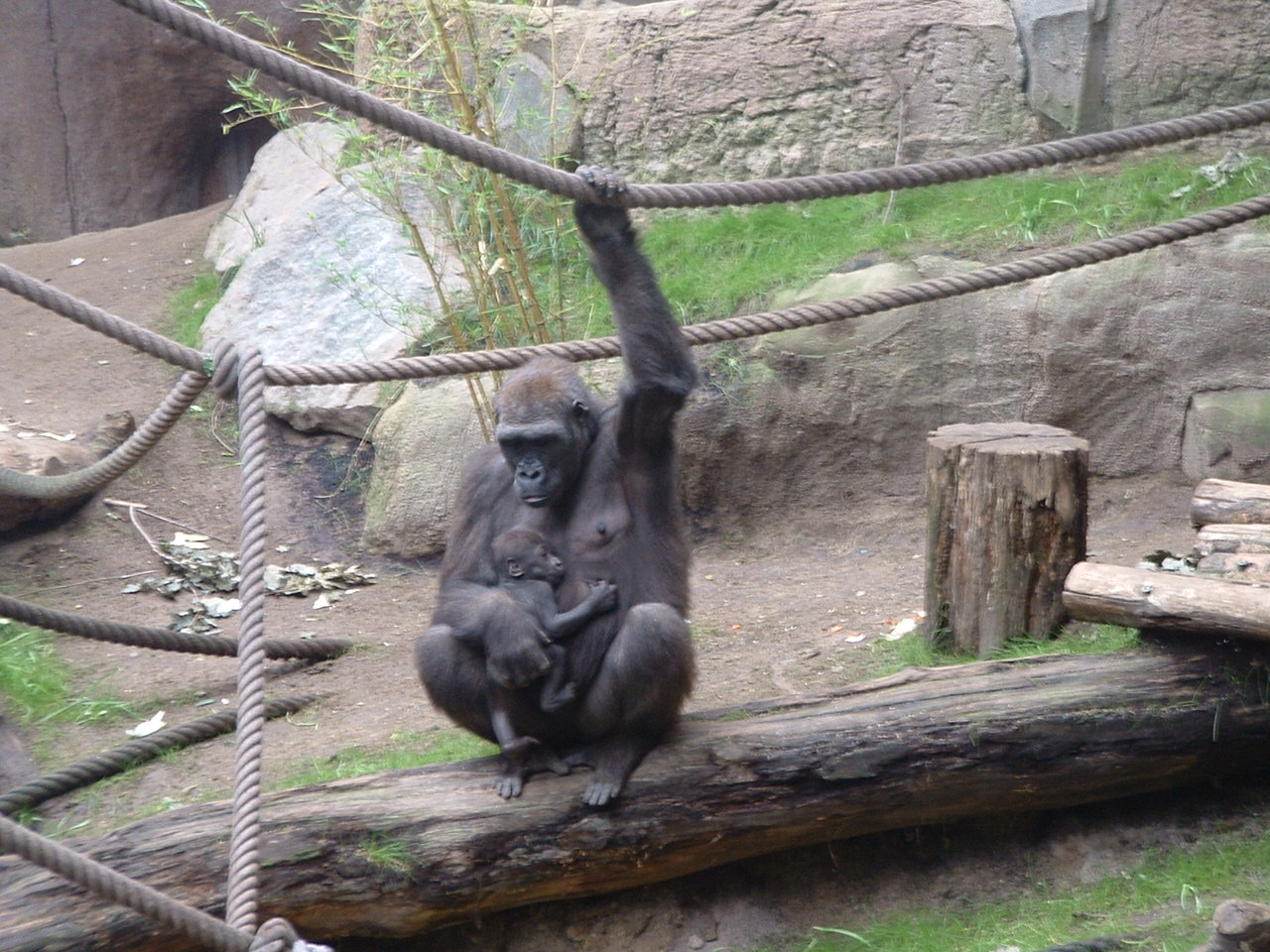 Gorillas In Zoos