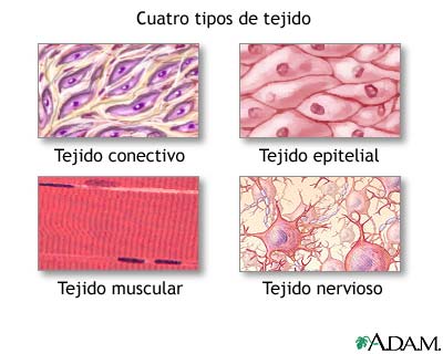 celula animal y sus partes. celula animal y sus partes. celula animal y sus partes.