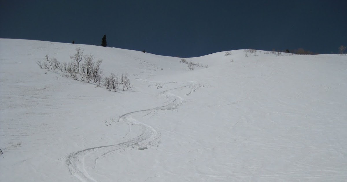 The Mighty Skunk Tracks of the Rare Alpine Skunk Spotted at Snowbasin