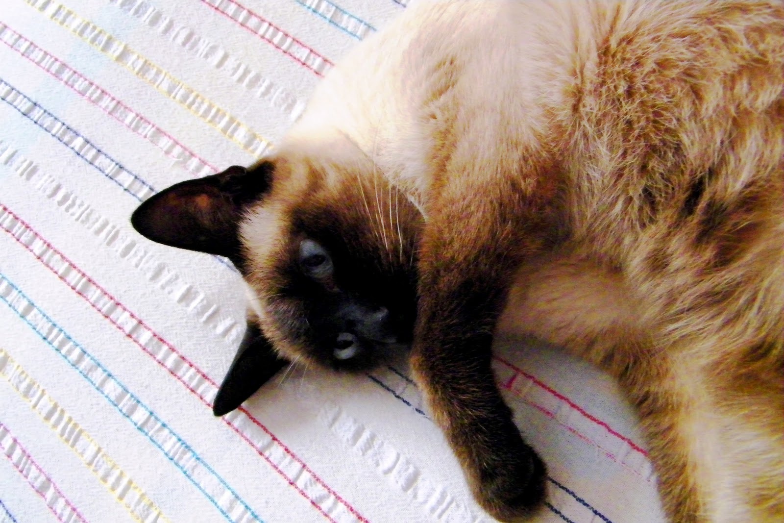 Okuyan Kedi Şubat 2011