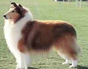 baby rough collie