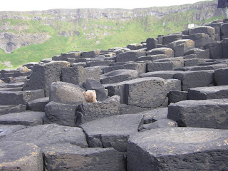 The Wombat on the Giant's Causeway