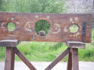 The Wombat in the stocks at Trim Castle