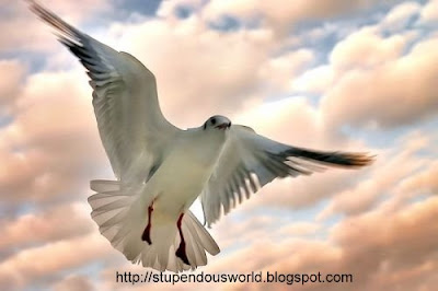Photography of Birds