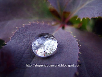 Wonderful Picture of WaterDrop