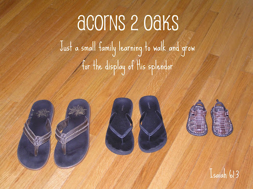 Acorns 2 Oaks