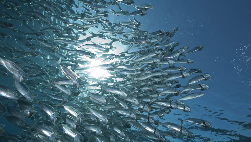 ocean fish zoom ocean fish zoom