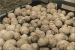 Bring on the dancing potatoes (o el indispensable aporte de hidratos de carbono que gusta comer a los niños)