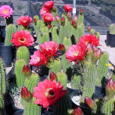 Trichocereus_Hybrid