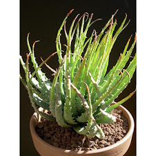 aloe_hummilis