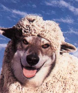 [wolfsheep.jpg]