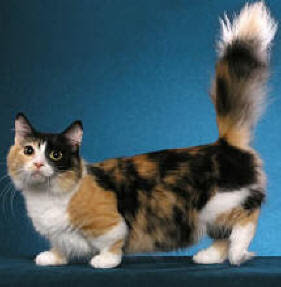cats short legs