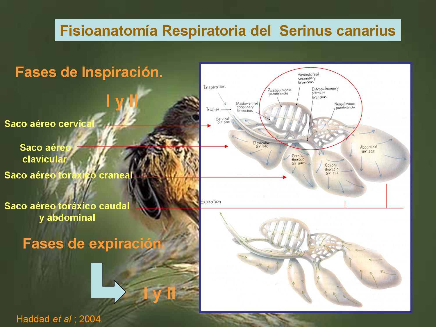 [fISIOLOGIA_RESPIRATORIA.jpg]