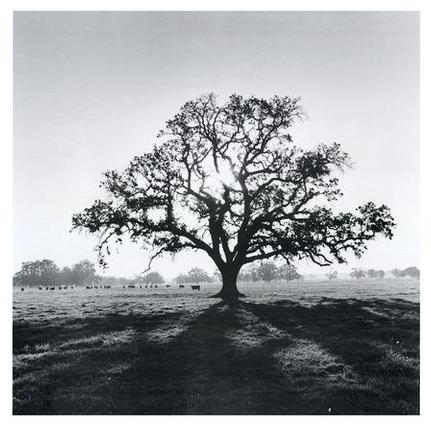 [OakTree Ansel Adams.jpg]