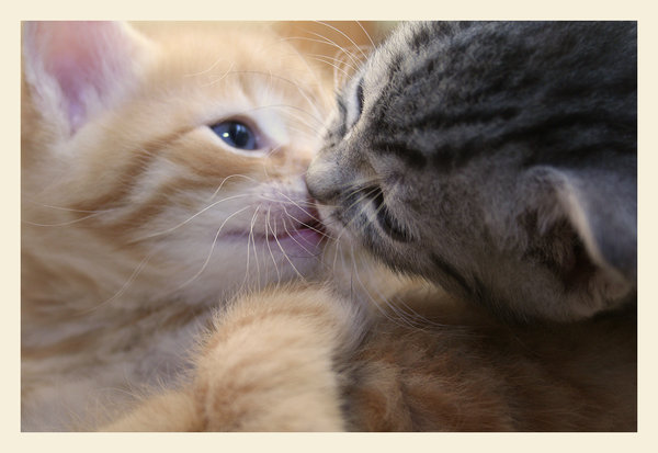 http://4.bp.blogspot.com/_ALHTSt4j2Co/S3QU0ovPjVI/AAAAAAAAACE/OJSa8hDmPsY/S692/14358210_the_kitten_kiss_by_leenaraven.jpg