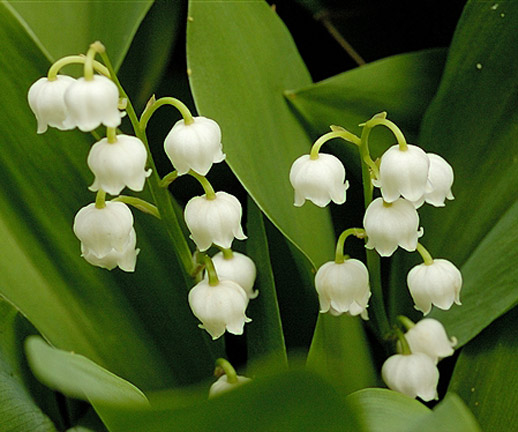 finland national flower