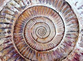[giant-ammonite.jpg]