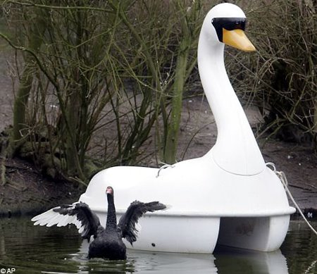 [petraswanAP_450x389.jpg]