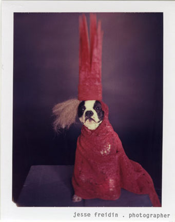 [doggiegaga2wp1.jpg]