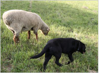 [080620_RL_sheepanddogTN.jpg]