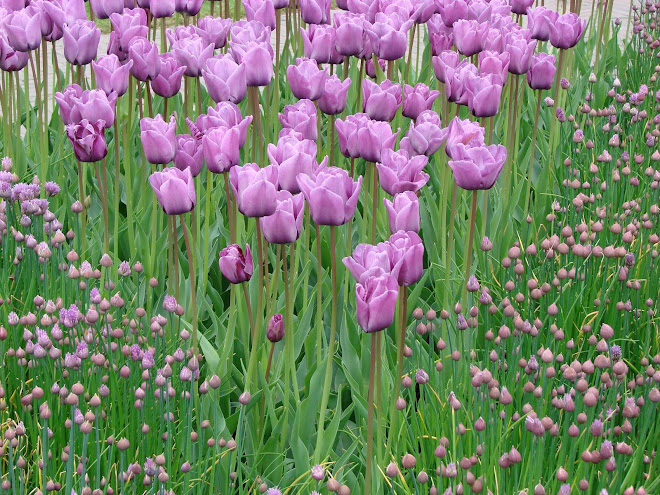 Keukenhof Gardens