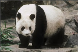 Peligro de extinción del oso panda gigante