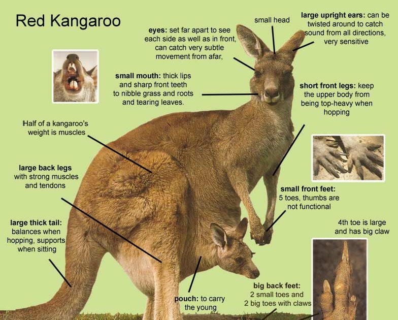 yang li: thesis: kangaroos