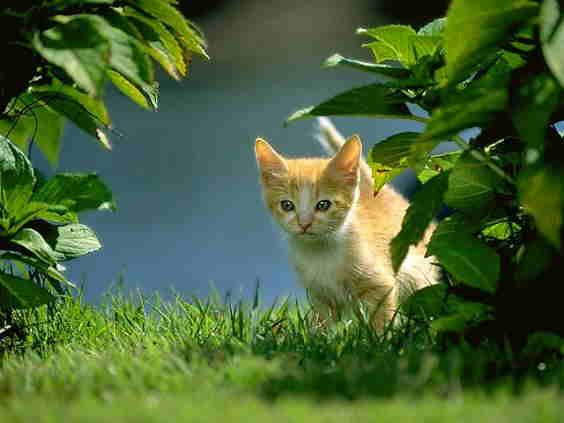 Gambar Moment Kucing Lucu Gambar Moment Kucing Lucu