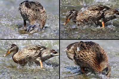 Dabble Duck