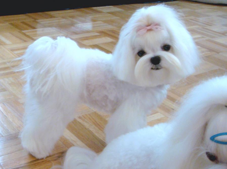 Small Dog Haircuts Small Dog Haircuts