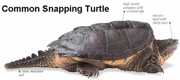 Time2share4 Ll Common Snapping Turtle