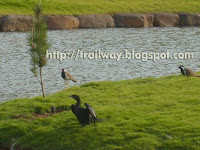 Birds in Pu La Deshpande park Birds in Pu La Deshpande park