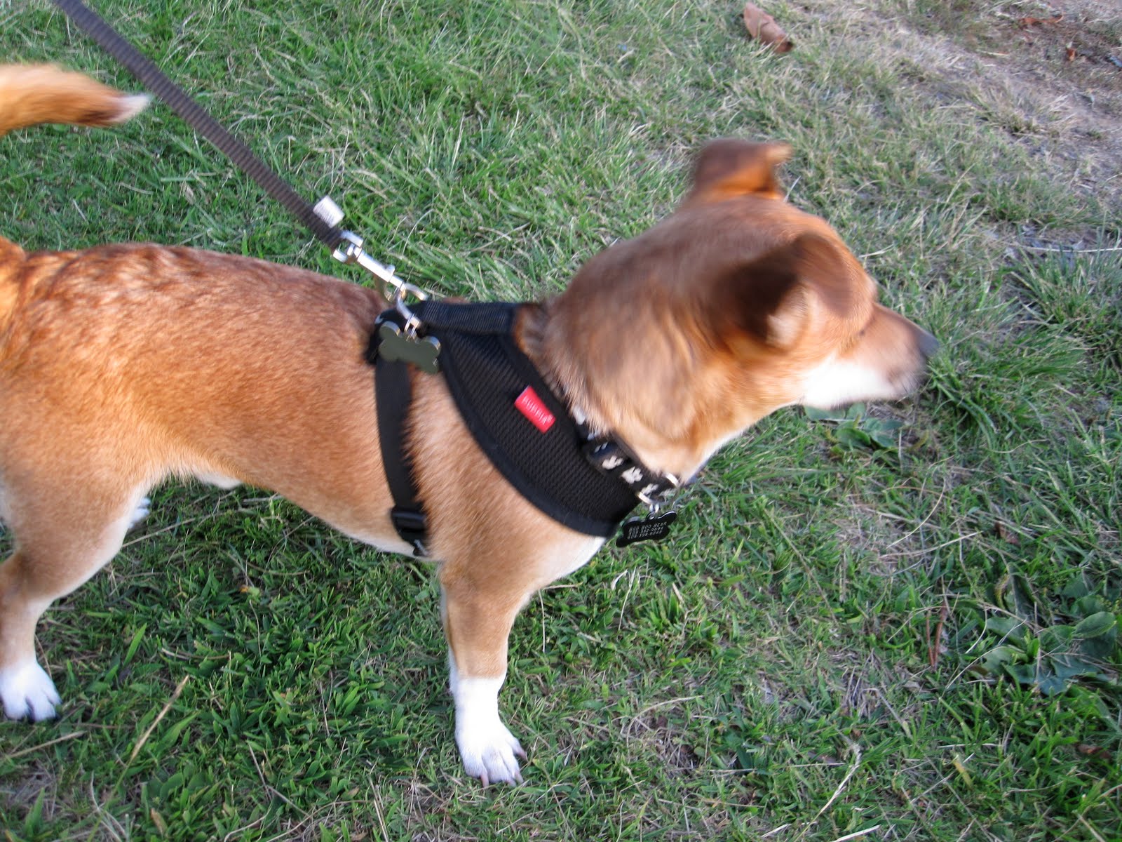 terrier russell jack