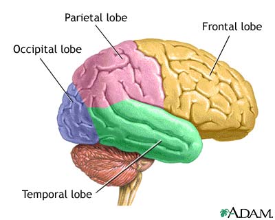 The Lobes of the Brain