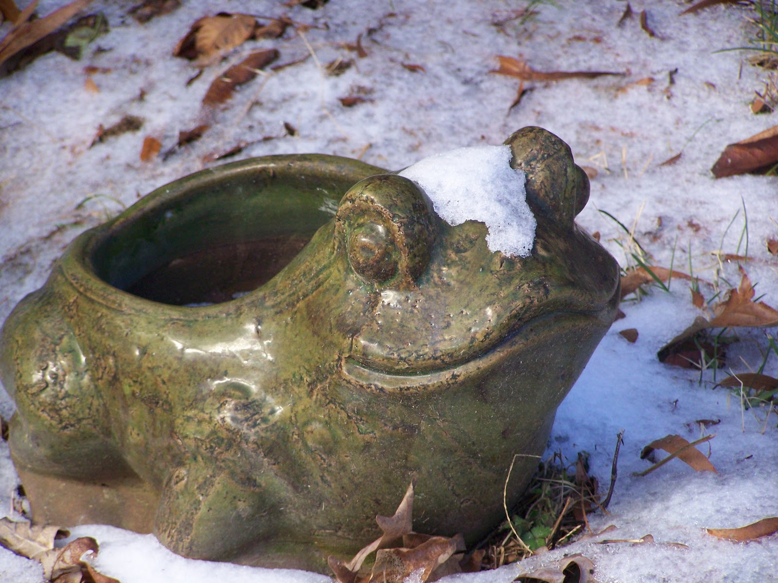 frog in snow