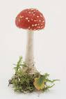 THE TREE OF KNOWLEDGE FROM THE GARDEN OF EDEN WAS THE MAGIC MUSHROOM