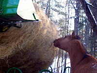 Horse Eating Round Bale Being Lowered by Tractor