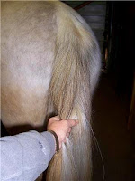 Step 1: Braiding a Horse's Tail